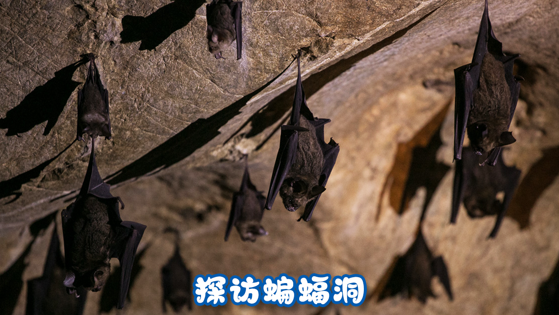 探访蝙蝠洞