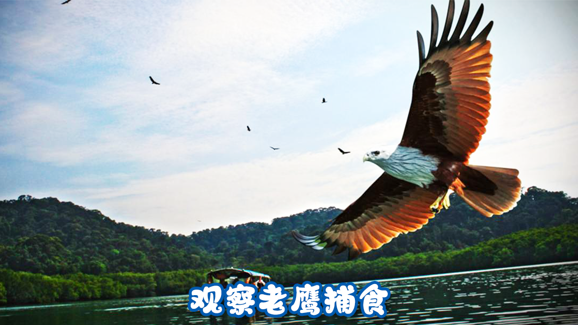 观察老鹰捕食
